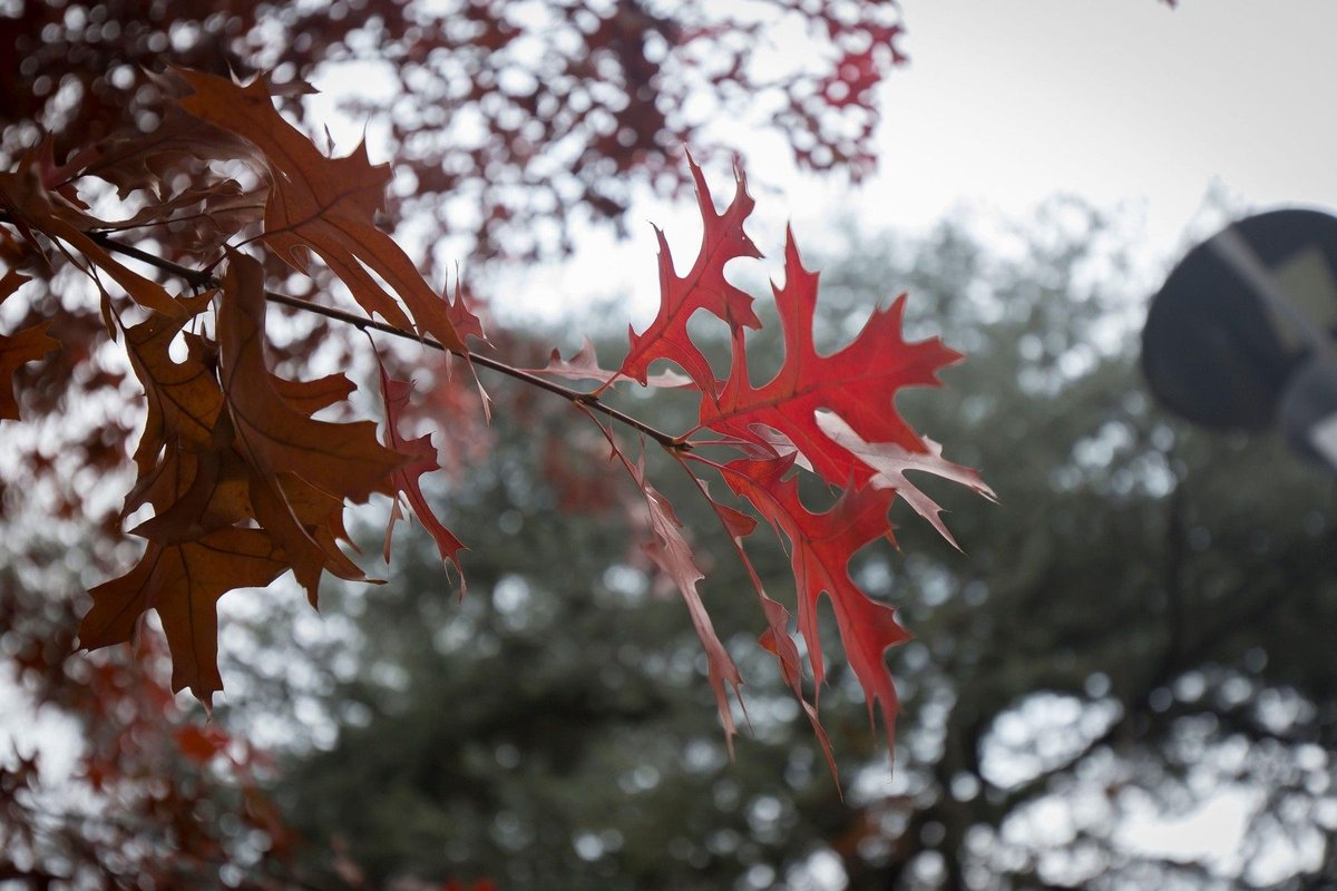 Letošnji oktober prekinil opazen trend zadnjih let, kažejo podatki Arsa