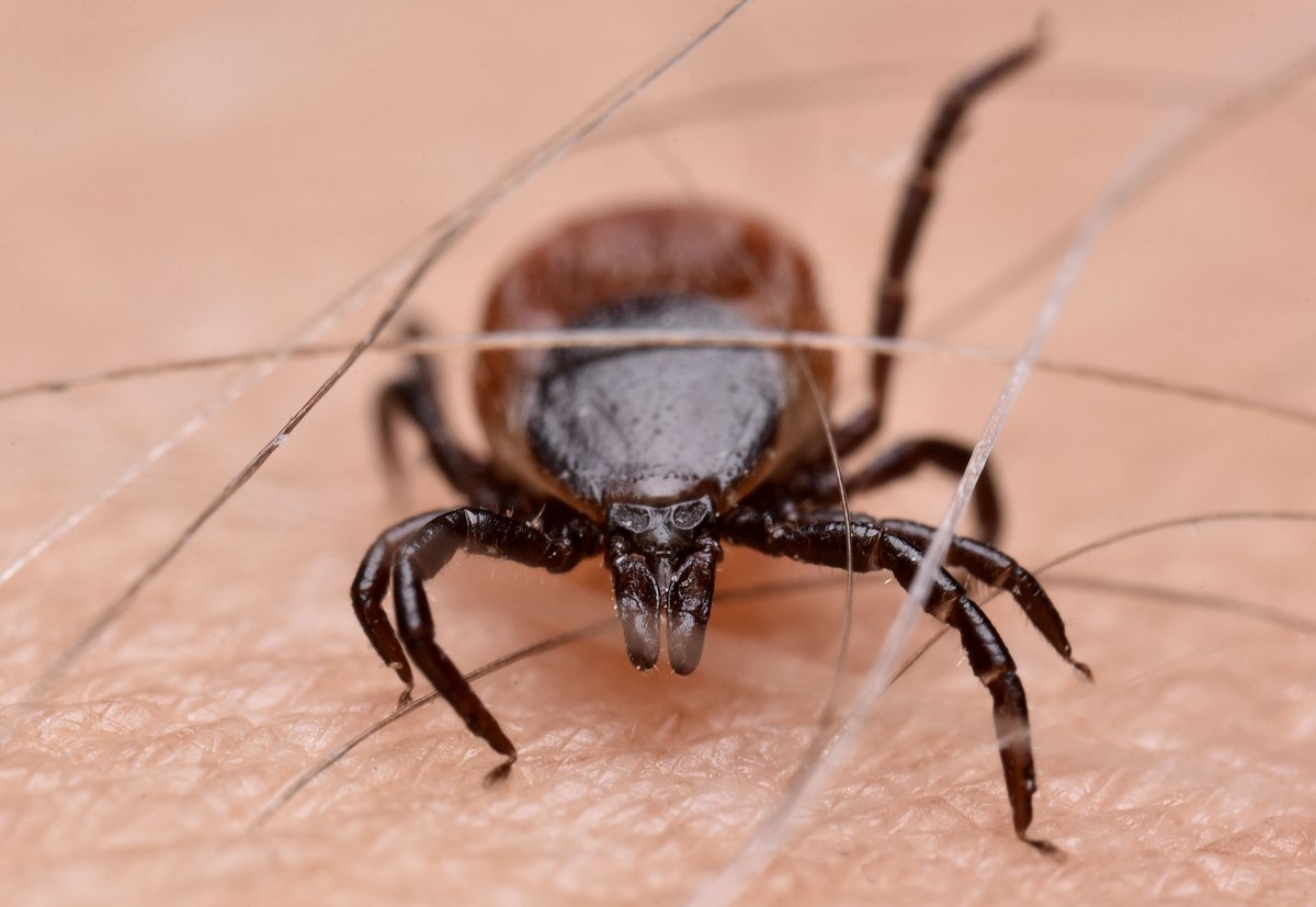 Malo ljudi ve za trik s telefonom, ki vam enostavno pomaga najti klope
