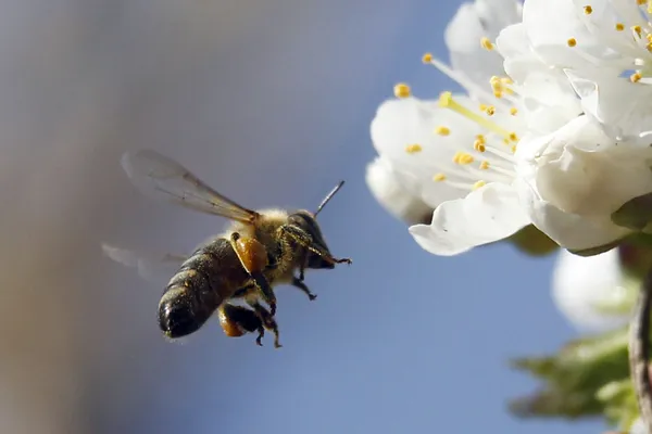 Avstralski znanstveniki so "odkrili hudiča"