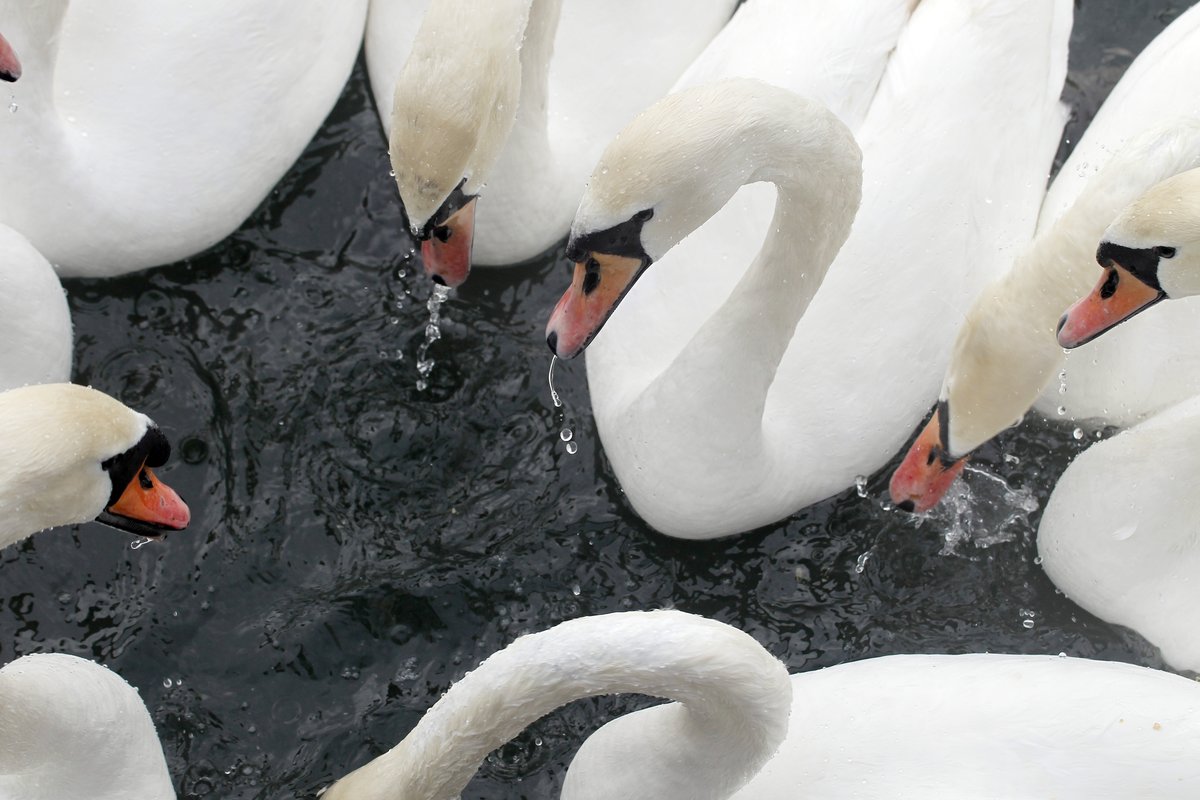 Pri labodu v občini Lenart potrdili nov primer ptičje gripe pri nas