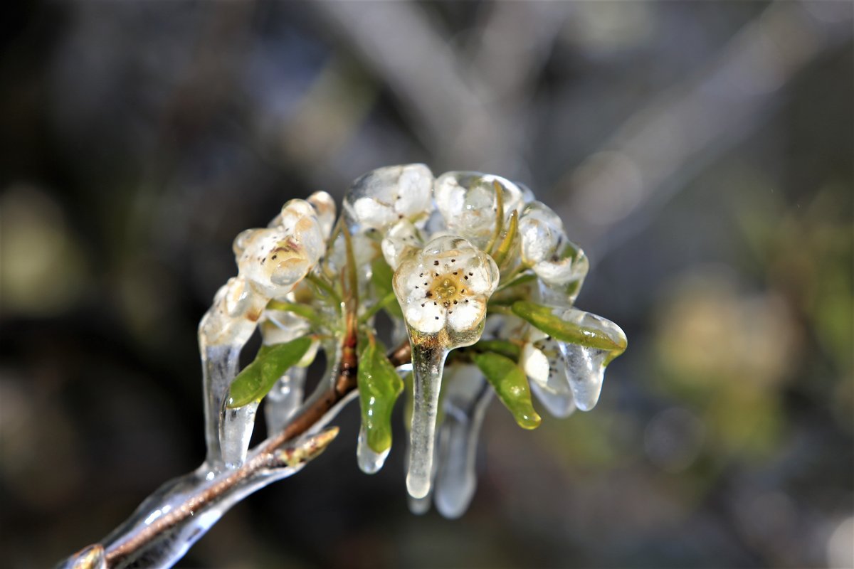 V noči na četrtek možna pozeba: kaj lahko storite za zaščito pridelka?