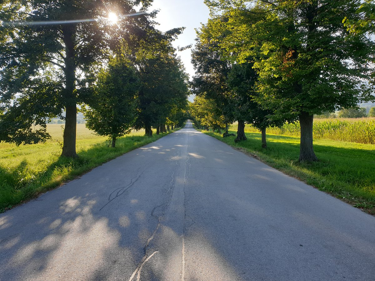 Občina Hoče-Slivnica toži državo, ker je propadel projekt poseka lip v znamenitem drevoredu