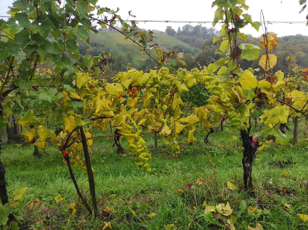 Z novo zakonodajo bi omejili bolezen, ki resno ogroža slovensko pridelavo vina