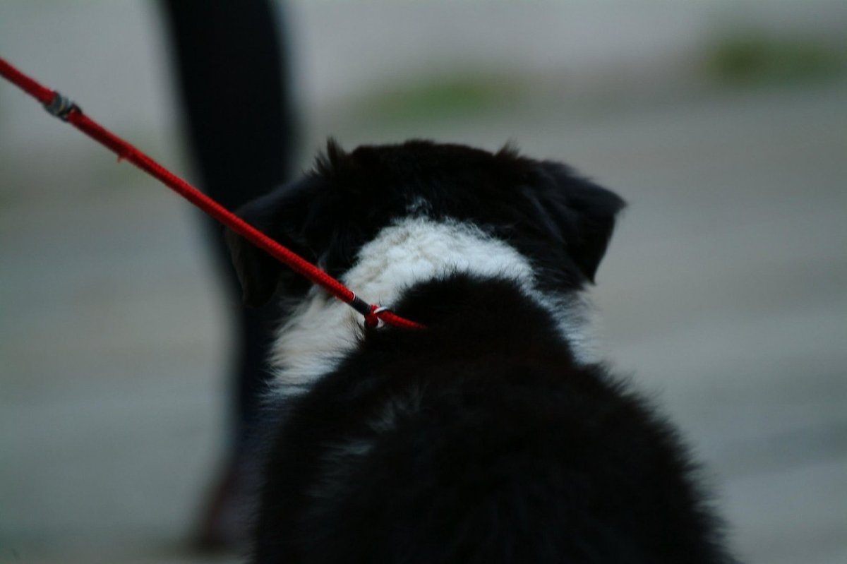 Policija preiskuje ugriz psa: poškodovan otrok šel k zdravniku