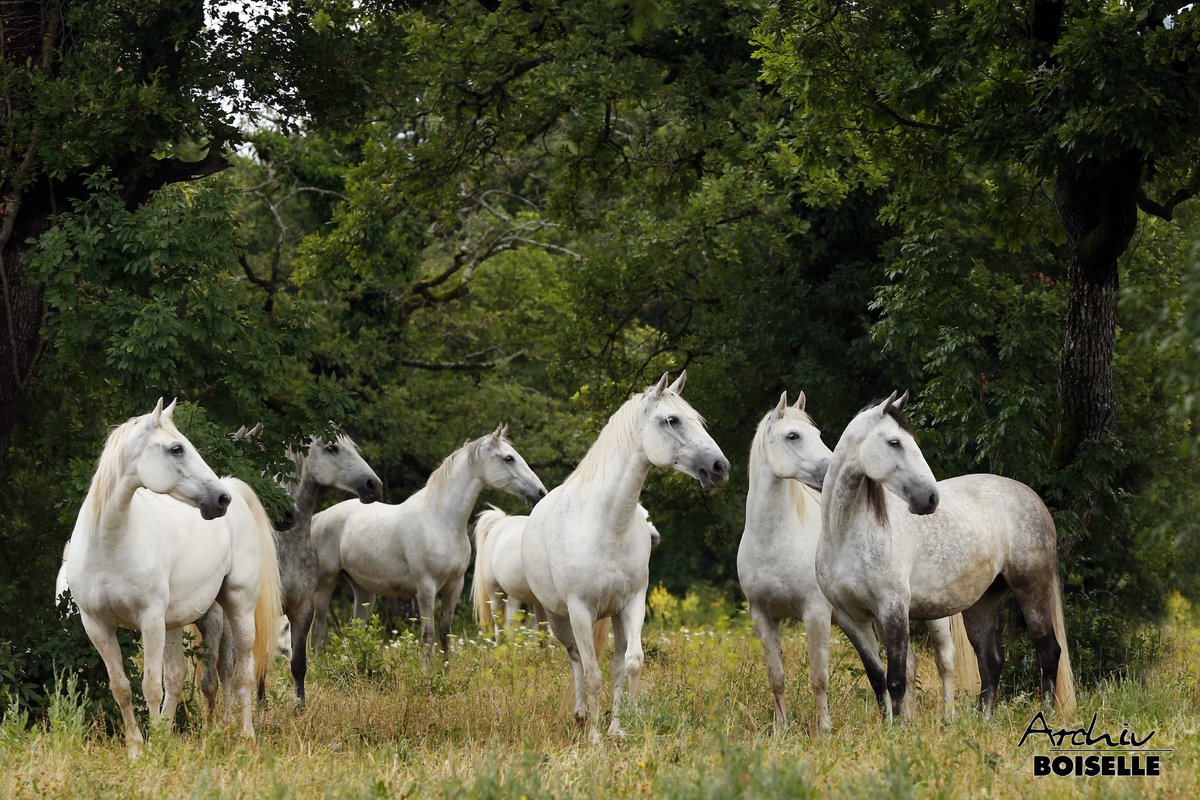 Vlada razglasila 19. maj za dan lipicanca