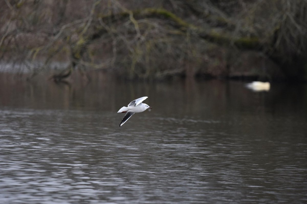 Moški pri gramoznici grozil s puško, ki se je sprožila. Policija preiskuje poskus uboja