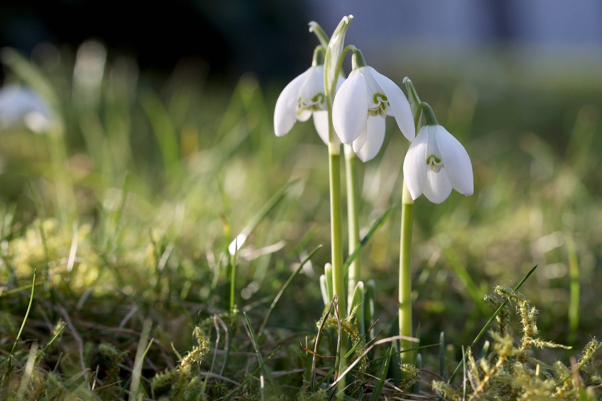 Nas bo tudi danes in v začetku tedna grelo sonce?