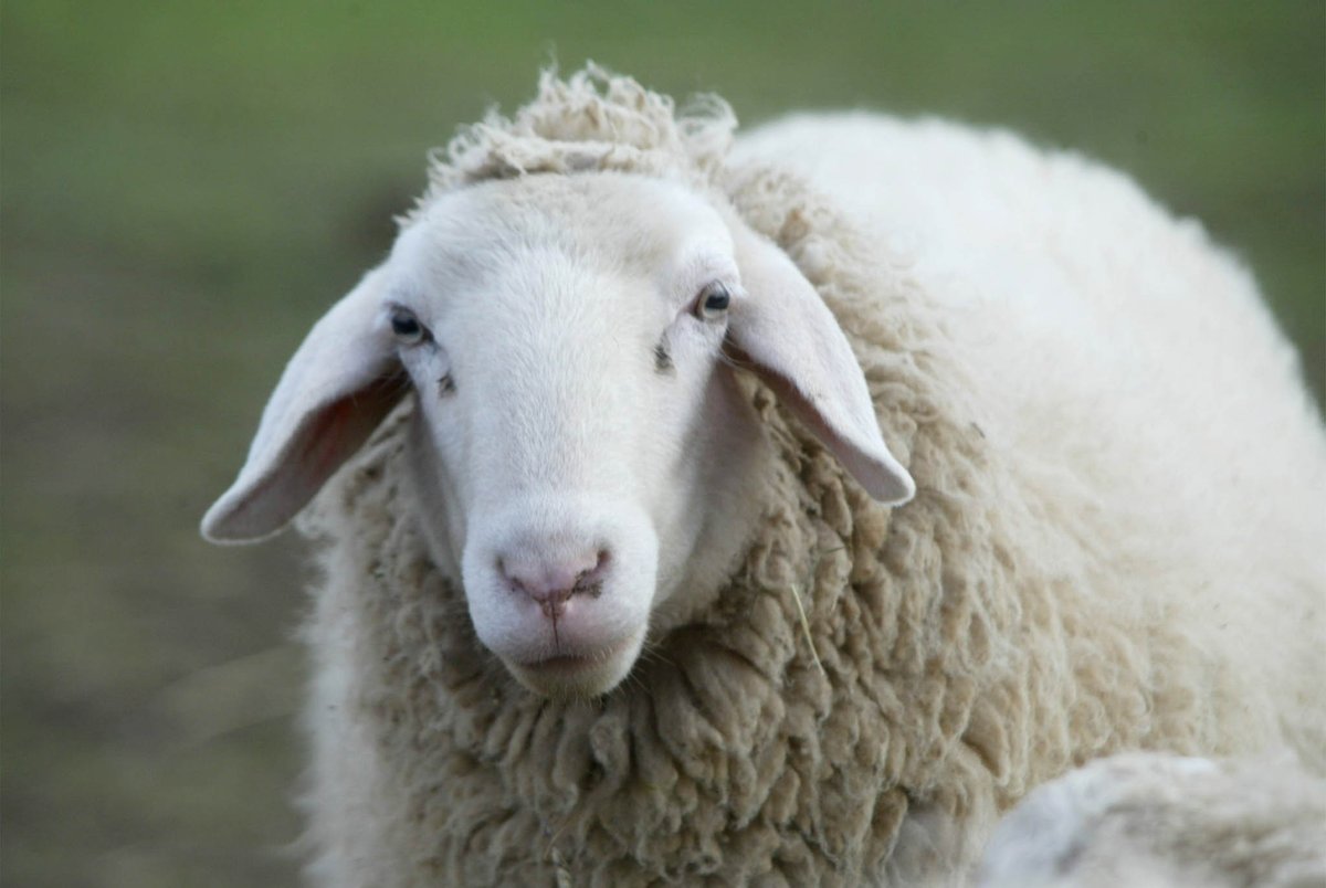 V Dalmaciji potrdili kugo drobnice, v veljavi strogi ukrepi