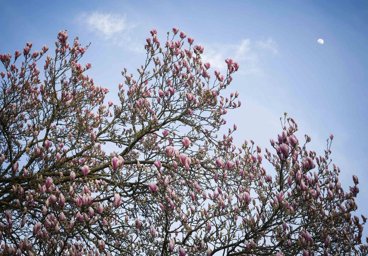 Prihaja rožnata polna luna, ki bo premešala karte in sprožila astrološki alarm