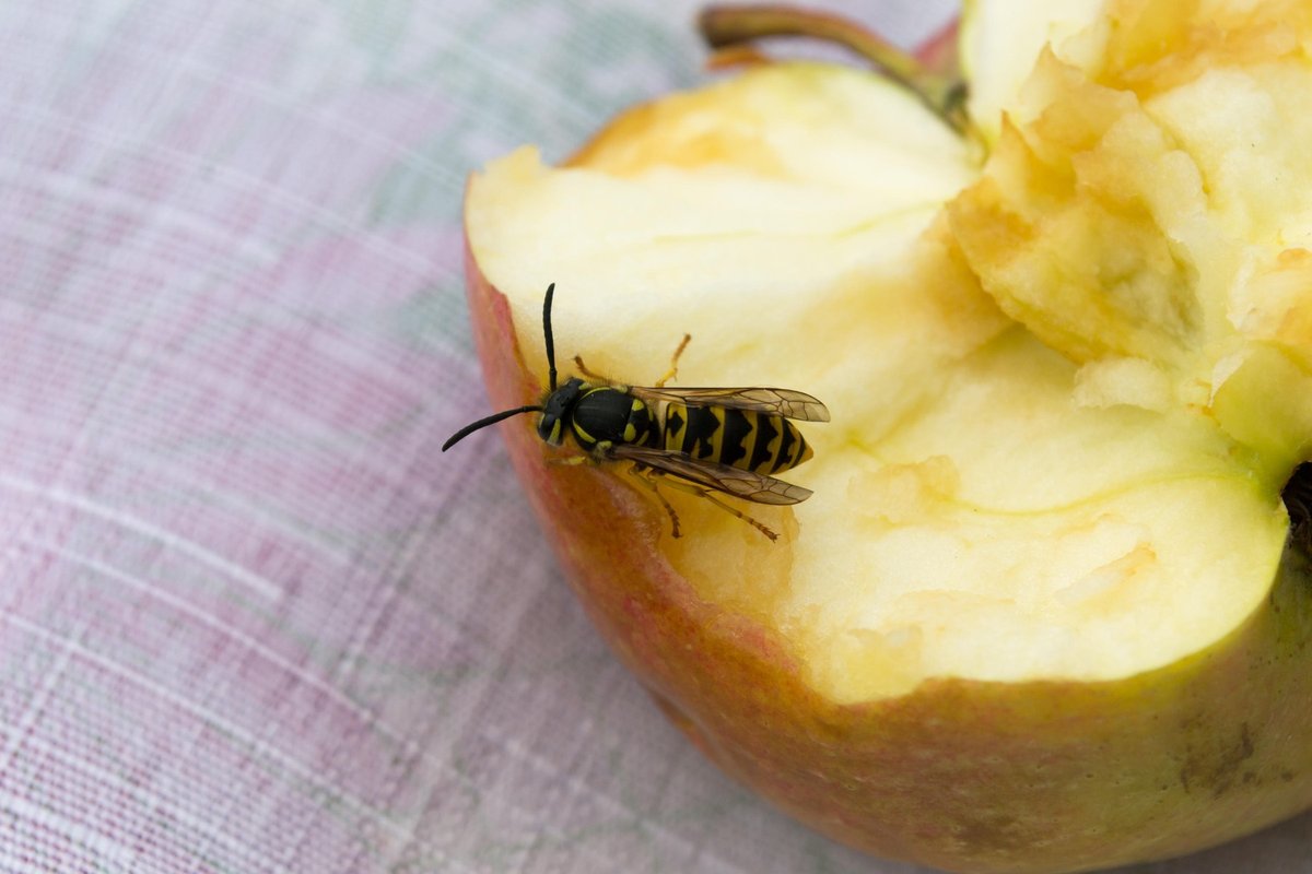 Katere rastline ščitijo vašo teraso pred sršeni in osami