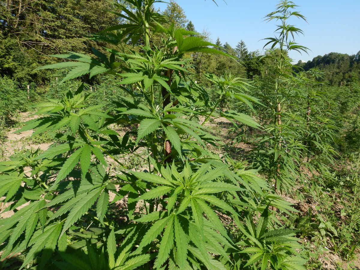 Večina strokovnjakov poslance pozvala k umiku zakona o konoplji za osebno rabo