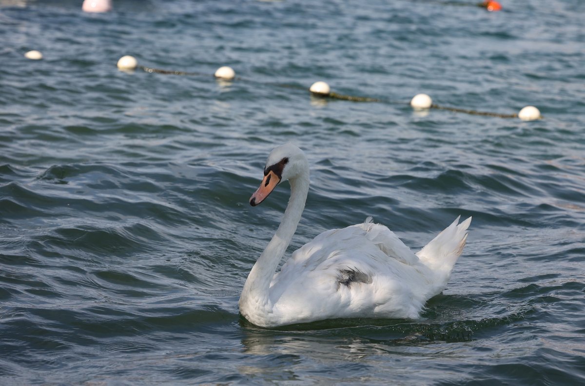 Pri divjih pticah v Ljubljani in Kopru potrdili nalezljivo ptičjo gripo