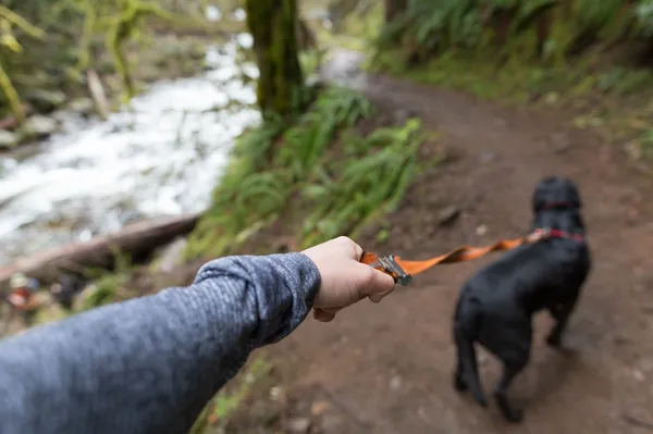 Globa 113 evrov za lastnico psa, ki v resnici ni storila nič narobe