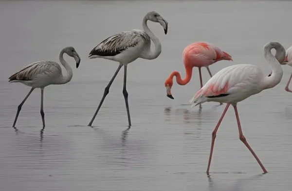 Prvič opažen v Sloveniji: "ognjeni" obiskovalec Sečoveljskih solin