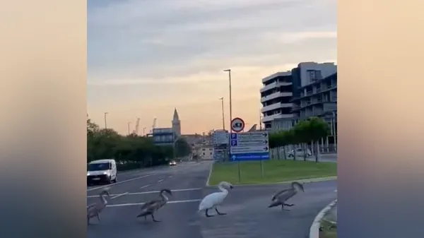 Koper "vrgel žogico" Mariboru. "Naši labodi bolje poznajo prometne predpise"