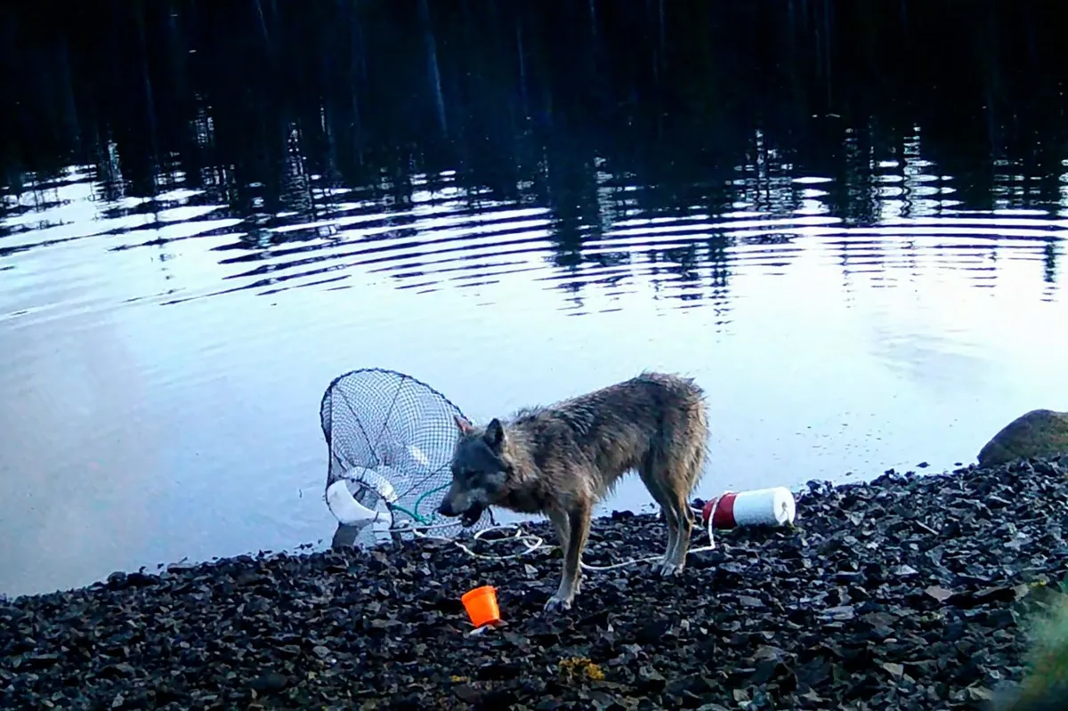 Vedenje volkulje osupnilo raziskovalce: "Tega vsekakor nismo pričakovali" (VIDEO)