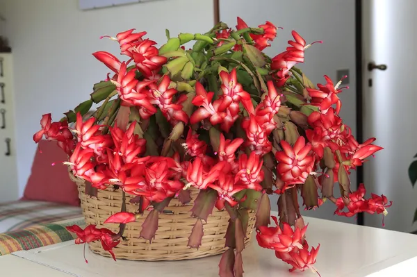 Božični kaktus ne cveti? Verjetno delate vsaj eno od sedmih najpogostejših napak