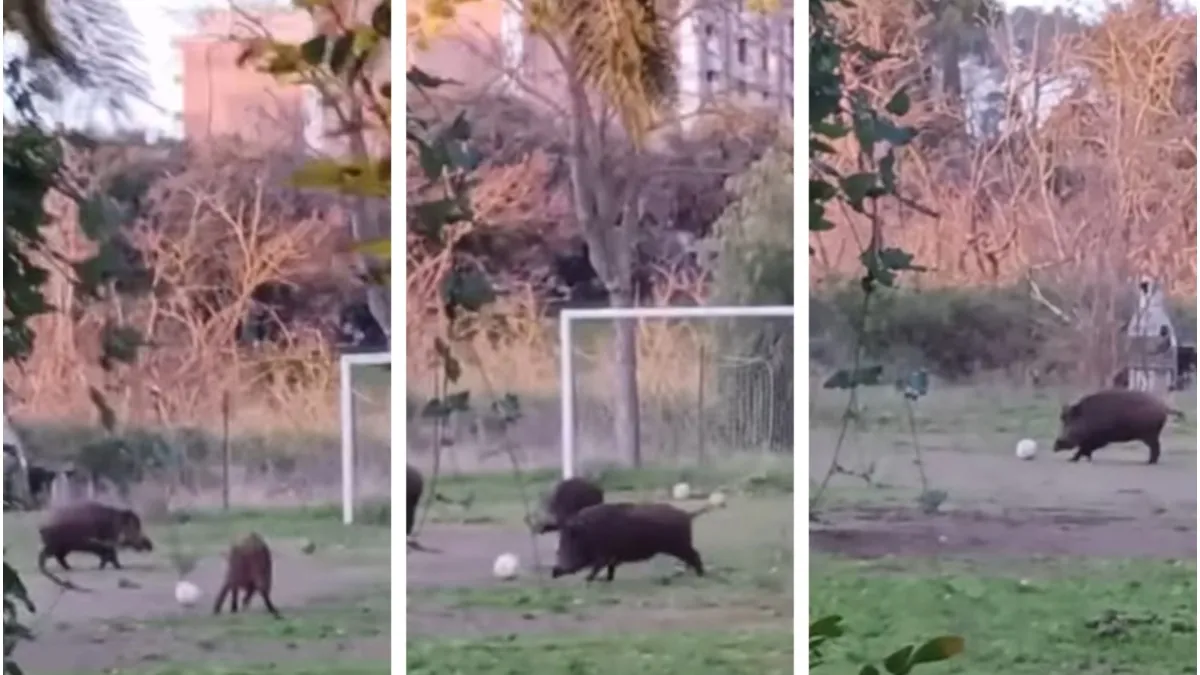 Divji prašiči zavzeli nogometno igrišče. "Igrajo se, kot bi se mi!"
