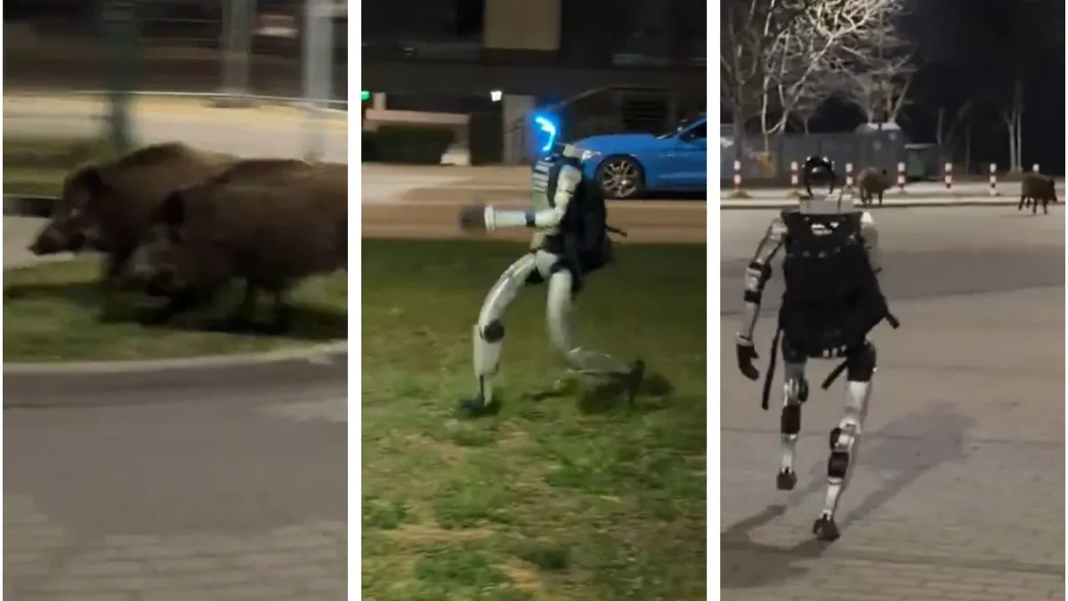 Robot po Varšavi lovil divje prašiče in postal prava zvezda na Poljskem