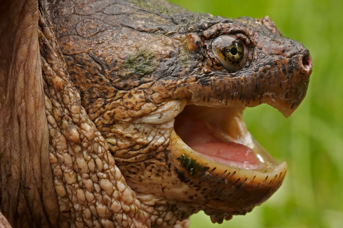 V Rimu objavili opozorila zaradi nevarnih želv