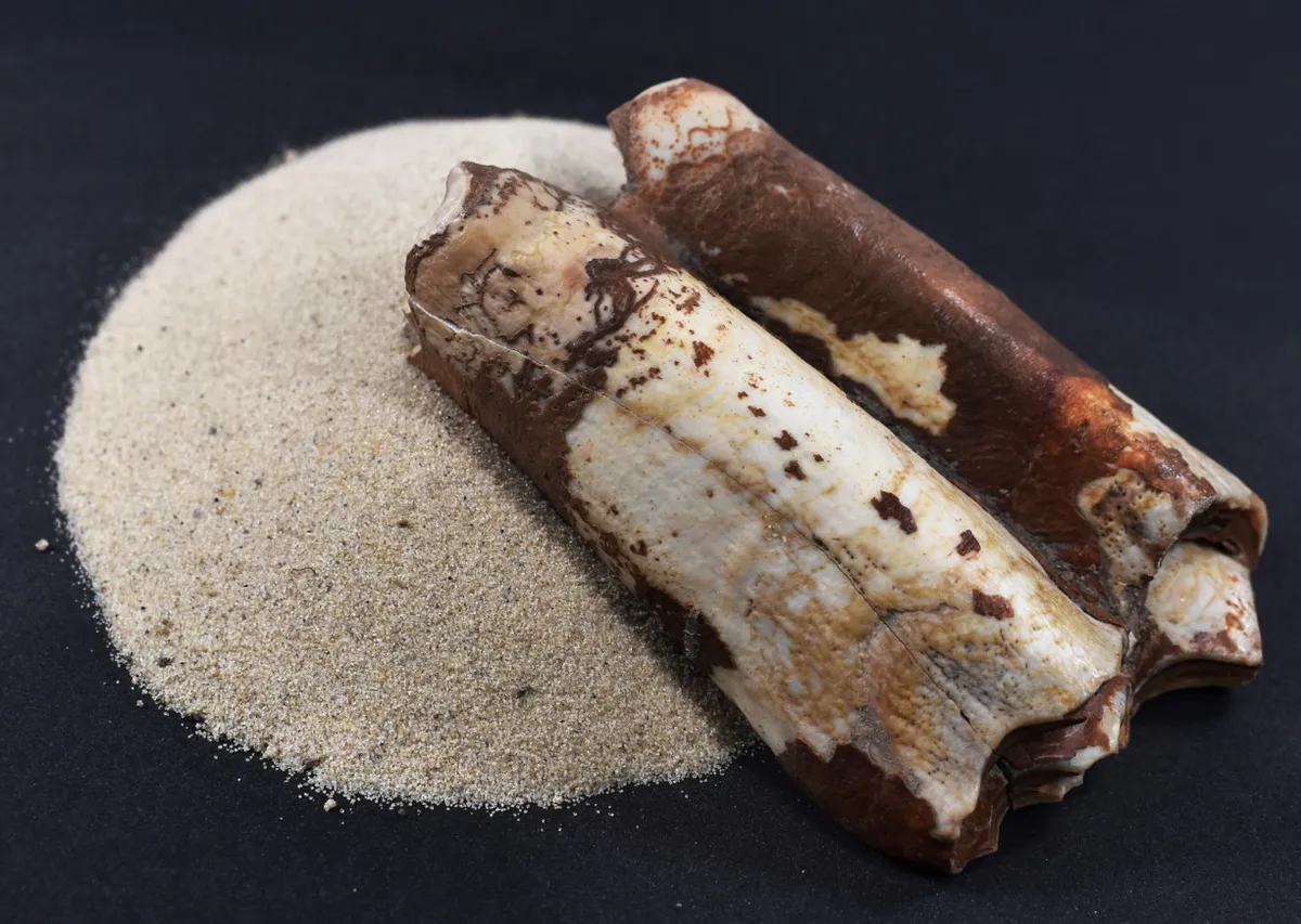 Arheologi v Ljubljani našli zob eksotične živali, ki jih je precej presenetil