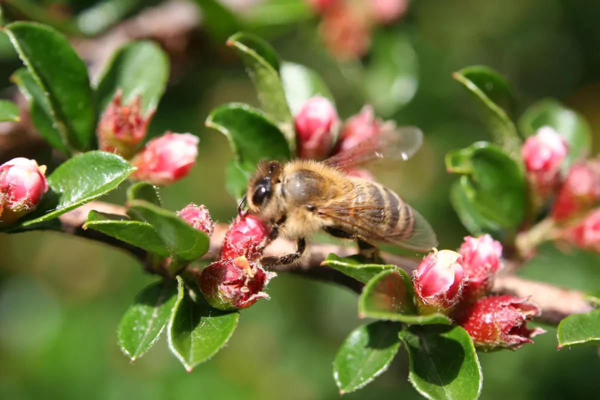 Evropske divje čebele prvič na seznamu ogroženih vrst. To ni dobra novica