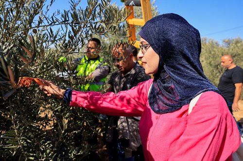 Obiranje oljk na zasedenem Zahodnem Bregu