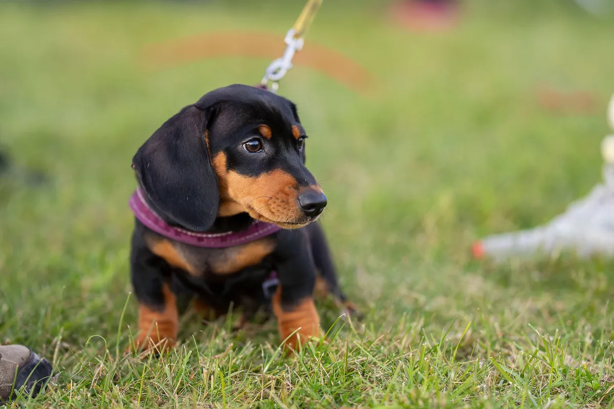 Mislil, da je kupil jazbečarja, nato pa šok