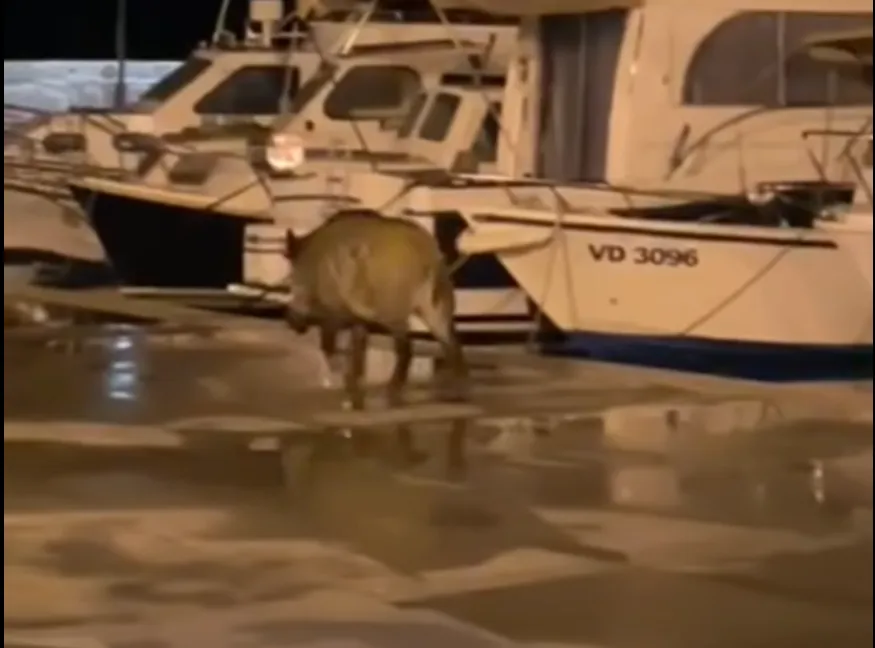 Prebivalce Vodic presenetil prizor z rive – poglejte, koga so ujeli med sprehodom ob morju (VIDEO)