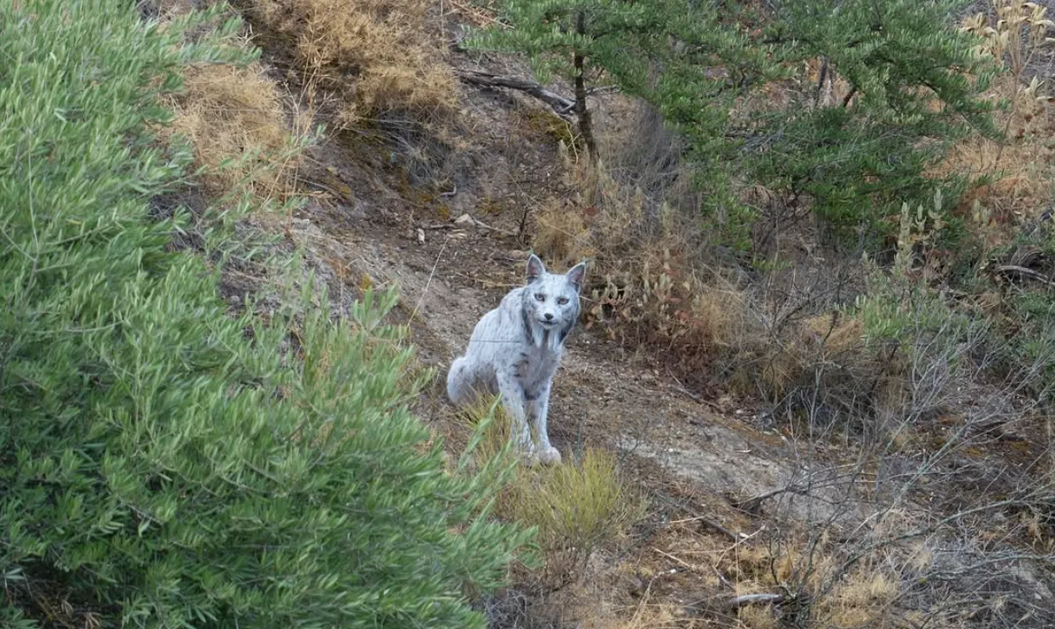 Španski fotograf v objektiv ujel žival, ki je doslej ni uspelo še nikomur (FOTO)