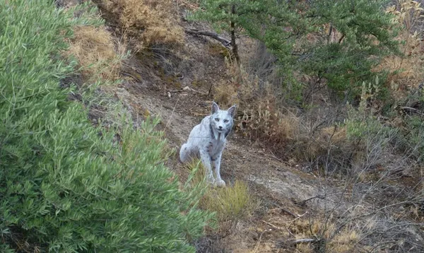 Španski fotograf v objektiv ujel žival, ki je doslej ni uspelo še nikomur (FOTO)