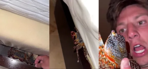 Začutil, da se v postelji nekaj premika. Ko je dvignil rjuho, doživel šok (VIDEO)