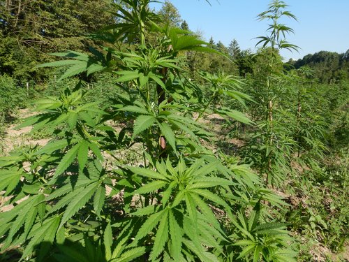 Konoplja, industrijska konoplja