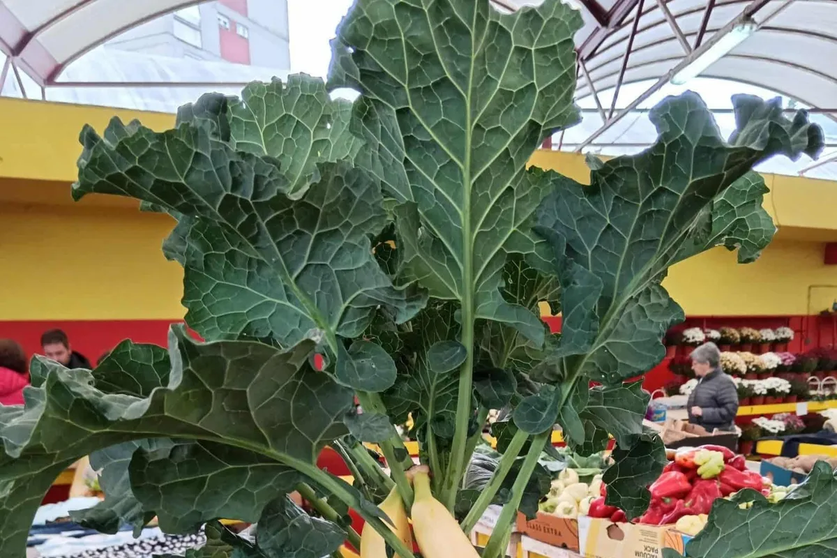 Ko so Hrvati na tržnici videli to, niso mogli zadrževati smeha (FOTO)