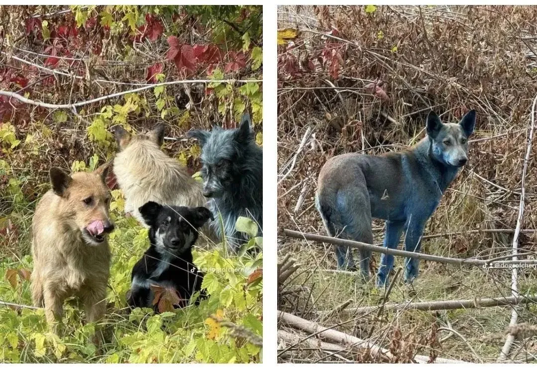 V Černobilu so se pojavili modri psi. Kaj je razlog? (VIDEO)