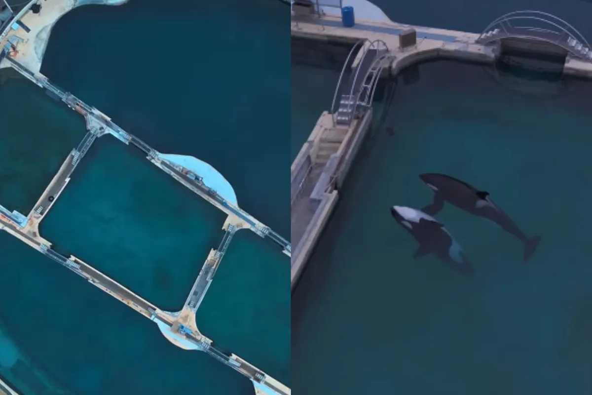 Orki sta že skoraj leto dni povsem sami