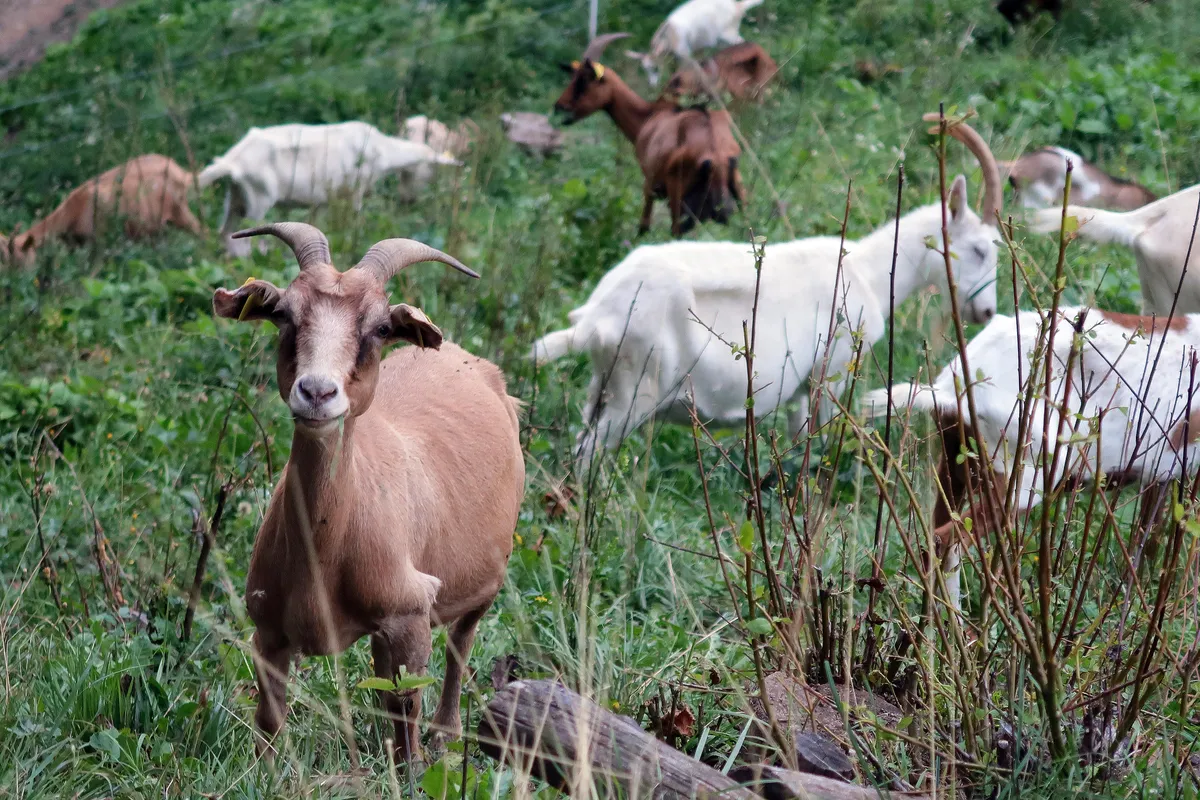 Psa v Posavju napadata drobnico, policija domačine prosi za pomoč