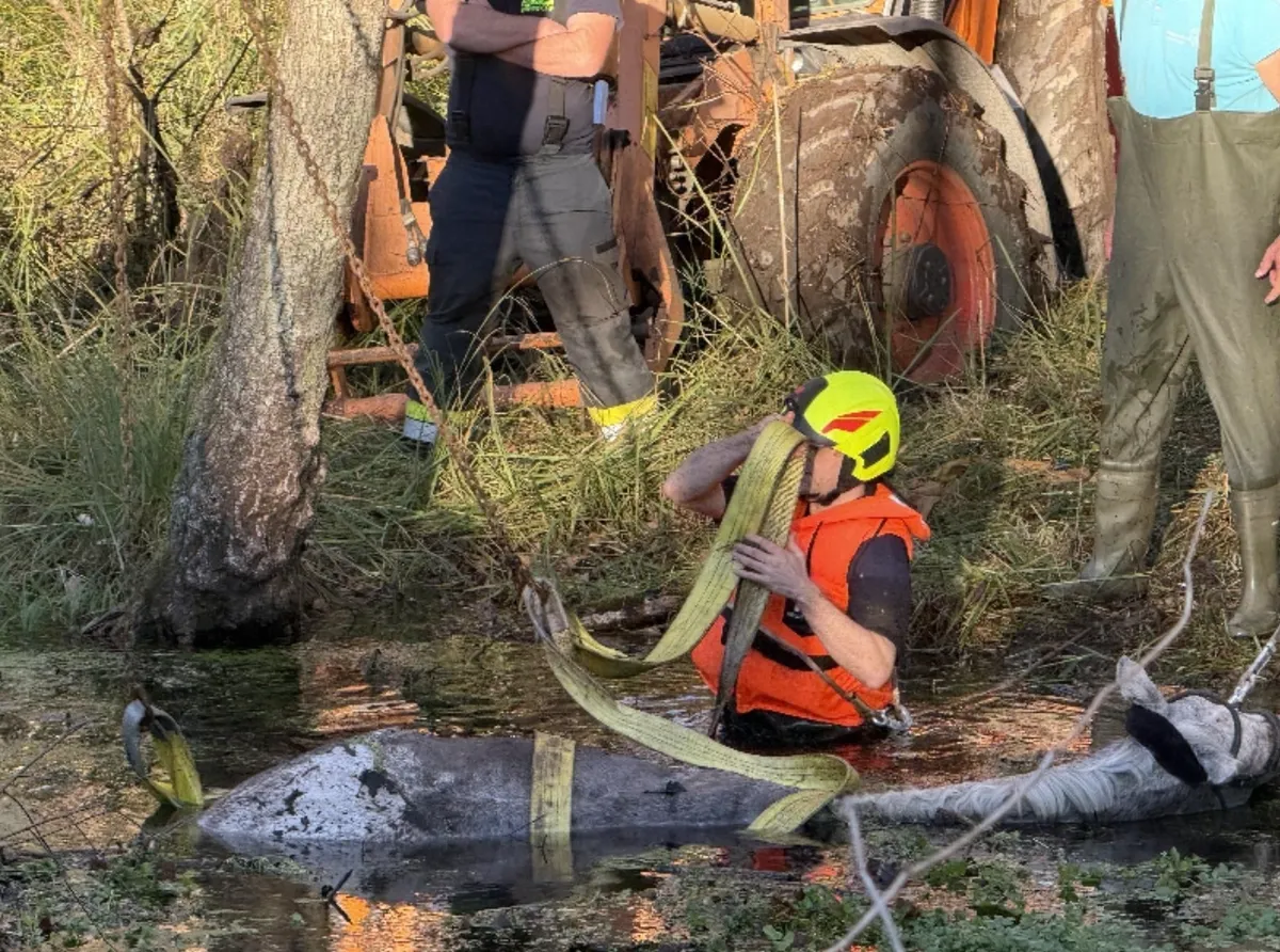 Nevsakdanja akcija: do vratu je bil ujet v blato, tik pred zdajci so ga rešili
