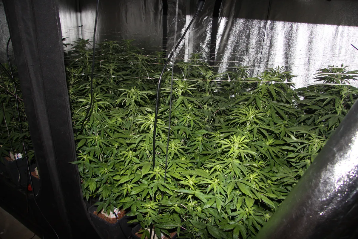 Uspešna akcija domžalskih policistov: med hišno preiskavo odkrili prostore za gojenje konoplje