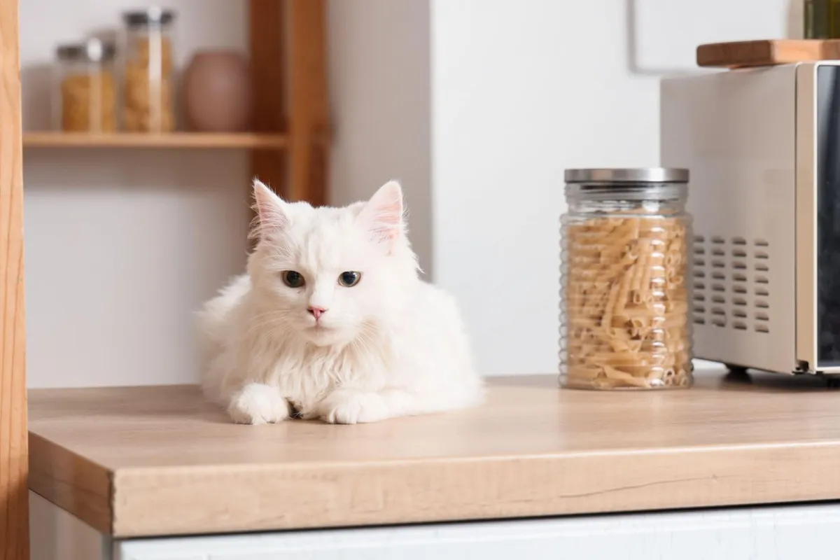 Ali lahko mačke jedo kuhane testenine?