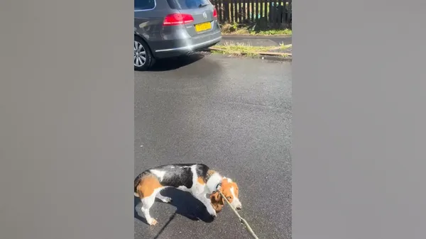 Nenavadno vedenje psa ženi razkrilo moževo veliko skrivnost. Takoj je priznal