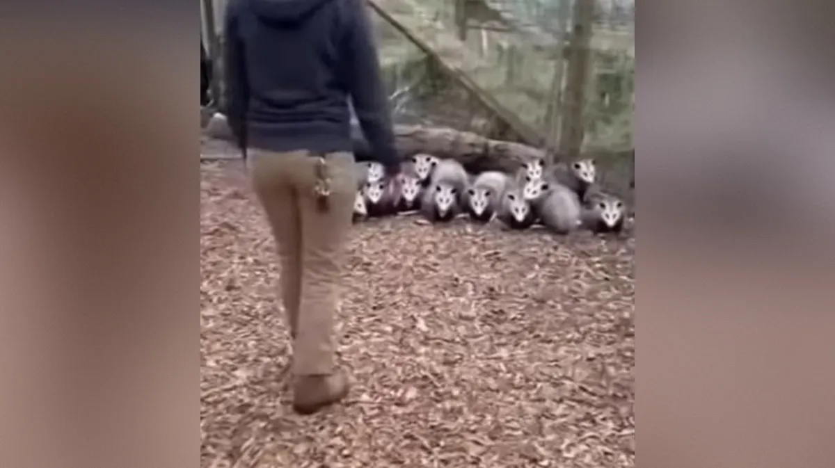 Ali veste, kaj pomeni fraza "delati se oposuma"? Nasmejali se boste