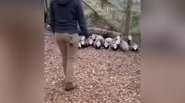 Ali veste, kaj pomeni fraza "delati se oposuma"? Nasmejali se boste