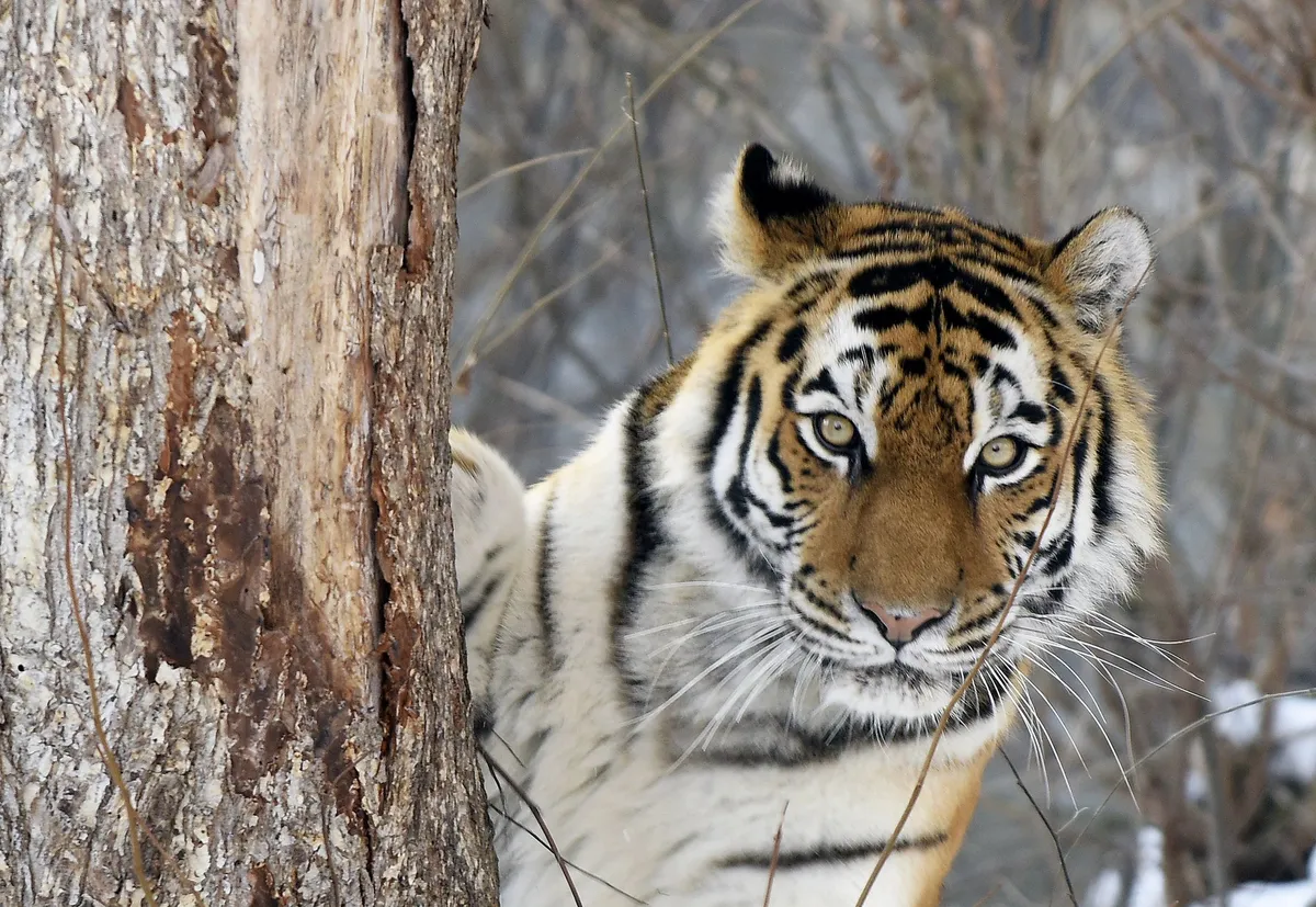Najprej živina in psi, nato ljudje: "Tigri so lačni"