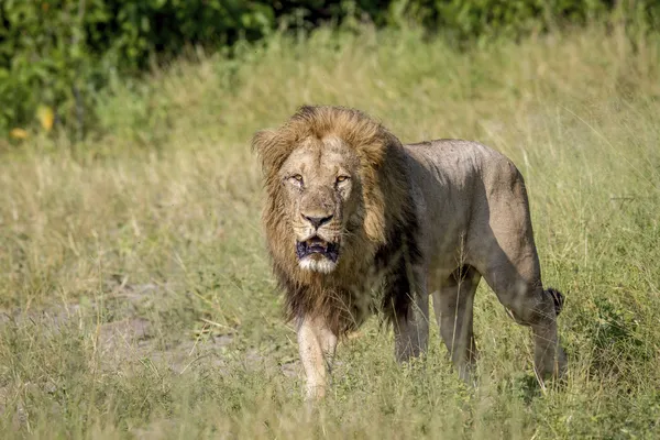 Moški mislil, da je v gozdu videl leva: policisti našli nekaj popolnoma drugega