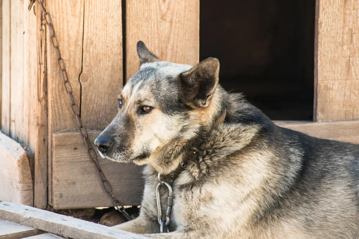 Konec verig: stalno privezovanje psov odslej prepovedano