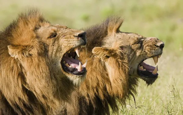 Posnetki razkrili "zver, strašnejšo od leva", ki živalim vliva strah v kosti