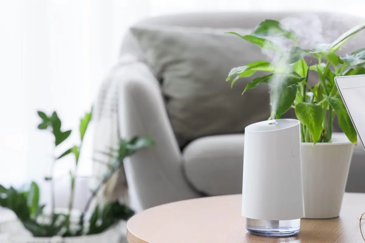 Trik za sobne rastline: ali vlažilniki zraka res pomagajo pri bujni rasti?