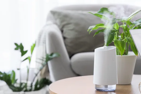 Trik za sobne rastline: ali vlažilniki zraka res pomagajo pri bujni rasti?