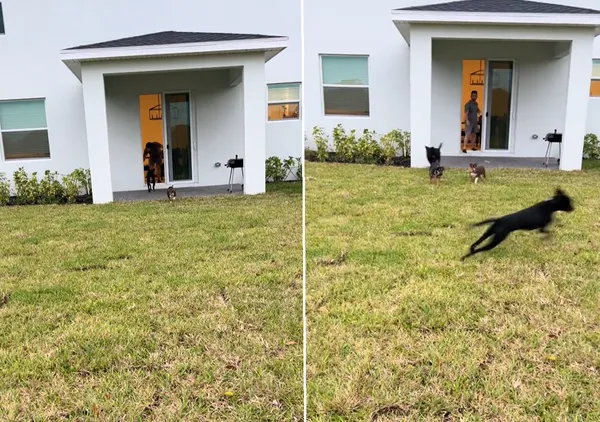 Kupila hišo z vrtom, da bi razveselila svoje štiri pse – poglejte njihovo reakcijo